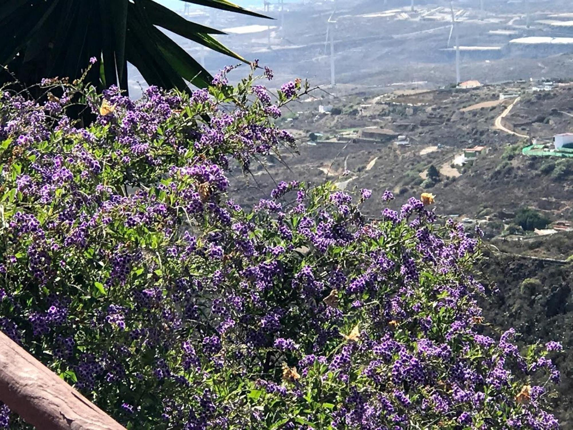 Finca Las Polinarias Casa Cueva En Fasnia Santa Cruz de Tenerife Eksteriør bilde